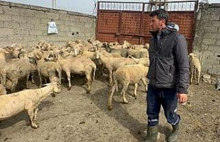 Kurbanlık parasıyla evlenmişti şimdi doğacak...