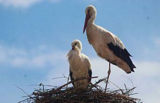 Kuşadası’nda 40 yıl sonra leylek sevinci