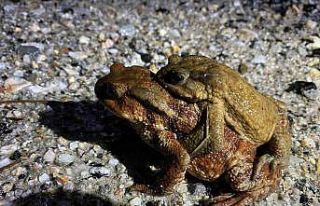 Kütahya’da 5 bin yıllık göç yeniden başladı