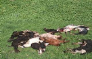 Kütahya’da kurtlar girdikleri ağılda 25 küçükbaş...