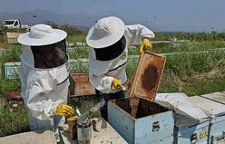 Kuyucak’tan dünyaya kovan ihracatı