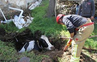 Kuyuya düşen 7 aylık gebe inek kurtarıldı