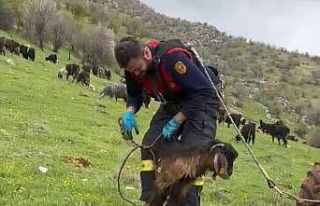 Kuyuya düşen keçiyi itfaiye kurtardı
