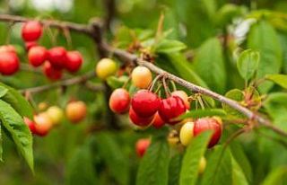 Kuzey yarımkürenin ilk kirazı rekor fiyatla satıldı