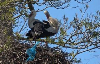 Leylek Ormanı şenlendi: Görenler hayran kaldı