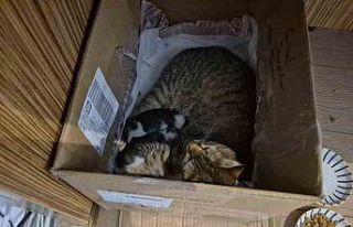 Lisenin maskot kedisi, yavrularını okula emanet...