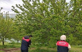 Malatya’da dolu sonrası hasar tespit çalışmaları...