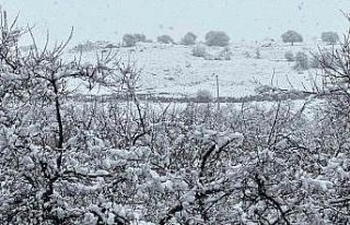 Malatya’da kayısı bahçeleri kar altında kaldı
