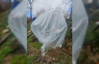 Malatya’da kayısı üreticileri zirai don için...