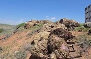 Malatya’da küçükbaş hayvan yüklü tır devrildi:...