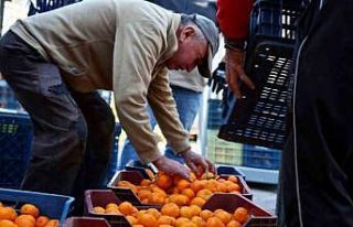 Mandalin üreticisine 5 milyon kazanç