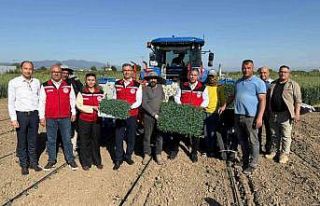 Manisa’da 131 bin dekarlık alanda domates mesaisi