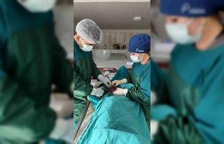 Mardin Hayvan Bakımevinde köpekteki 1 kiloluk tümör...