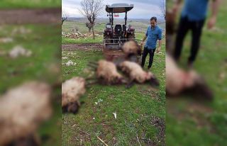 Mardin’de yıldırım düşmesi sonucu 8 küçükbaş...