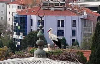 Menteşe’nin sadık misafirleri geldi, 30 yıllık...