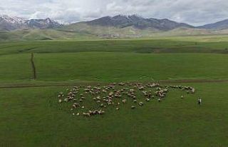 Meradaki koyunların yanına gelen sığırcık kuşları...