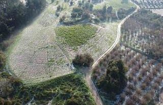 Mersin’de misket büyüklüğünde dolu etkili oldu:...