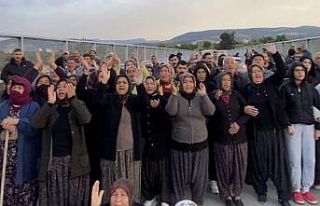 Mersin’de ormanlık alana ekili narenciye bahçelerinin...