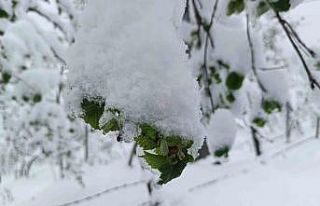 Meteorolojiden Ordu’da zirai don uyarısı