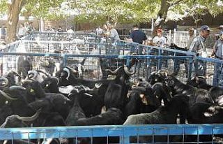 Muğla’da şap hastalığı kontrol altına alındı,...