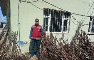 Muradiye’de yüzde 90 hibeli 50 bin adet meyve fidanı...