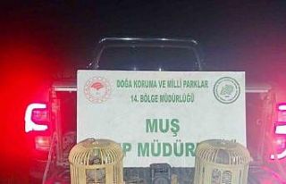 Muş’ta kaçak keklik avına suçüstü: 65 bin...