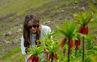 Muş’ta ters laleler açtı