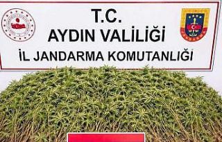 Nazilli’de uyuşturucu operasyonu