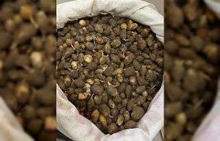 Nesli tehlike altındaki bitkinin yumrularını söken...