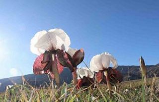 Oltu’da kurt kulakları meraları süslüyor