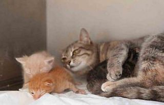 Ölümden dönen yavru kedilere süt anne kucak açtı