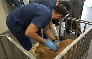 OMÜ Hayvan Hastanesi 2025’te 30 binden fazla vakaya...