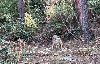 Önce karnını doyurdu, sonra gözden kayboldu