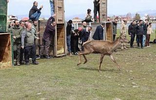 Ordu’da doğaya 16 kızıl geyik salındı