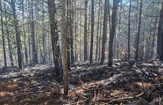 Orman yangını kontrol altına alındı