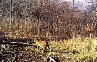 Ormanın gizemli sakini yaban kedisi görüntülendi