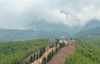 Ormanlarda yeni dönem: Daha dirençli, daha güçlü