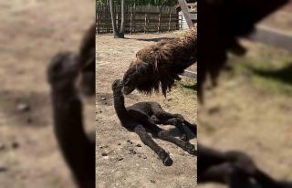 Ormanya’da doğan yavru deve için renkli kutlama