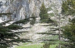 Osmaniye’de kayalıklardan düşen adam hayatını...