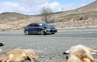 Otomobil koyun sürüsüne daldı: 9 koyun telef oldu