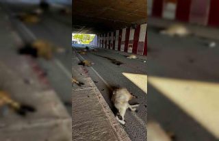 Otomobil sürüye daldı, 17 koyun telef oldu