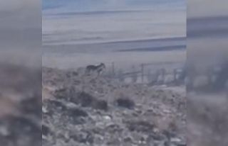 Özalp’te sürüye saldırmak için fırsat kollayan...