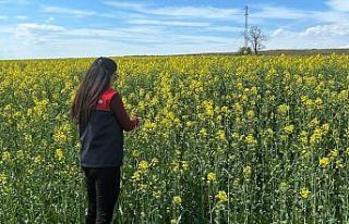 Pehlivanköy’de çiçek açan kanola bitkinin fizyolojik...