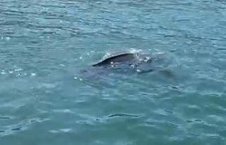 Rize’de nadir görülen deniz kaplumbağası balıkçının...