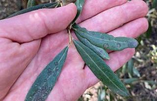 Salihli’de ‘Halkalı leke’ uyarısı