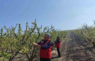 Salihli’de meyve üreticilerine ’Çil ve filiz...