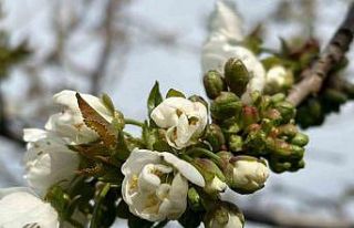 Salihli’de ‘Monilya’ tehlikesi