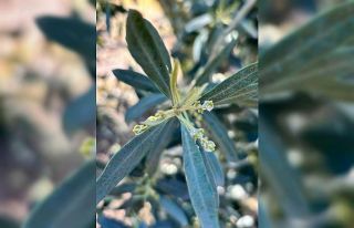 Salihli’de zeytin üreticilerine "Zeytin Pamuklu...