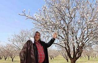 Şanlıurfa badem üretiminde Adıyaman ile yarışıyor