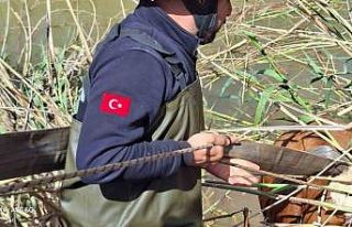 Şanlıurfa’da tahliye kanalına düşen 2 inek...